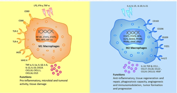 巨噬细胞亚型示意图