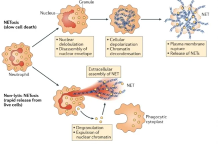 NETs形成途径示意图